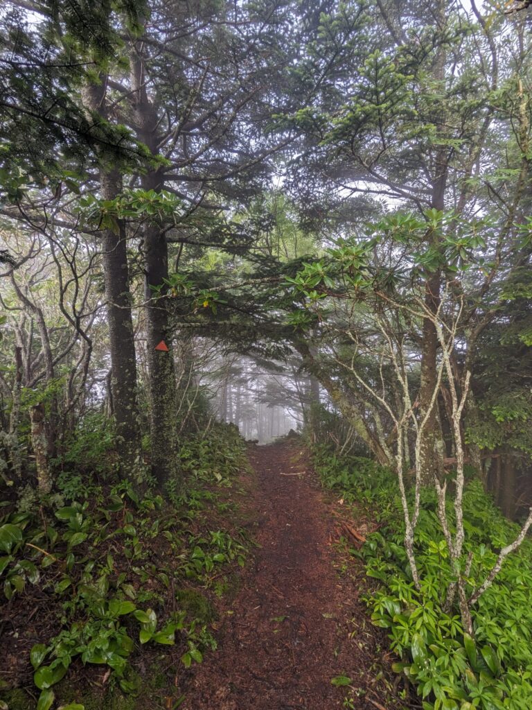 Morning fog along ridgeline trail